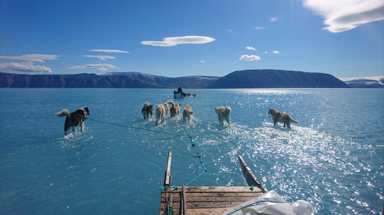 Dogs hauling a sled through meltwater on coastal sea ice during an expedition in northwest Greenland in June last year