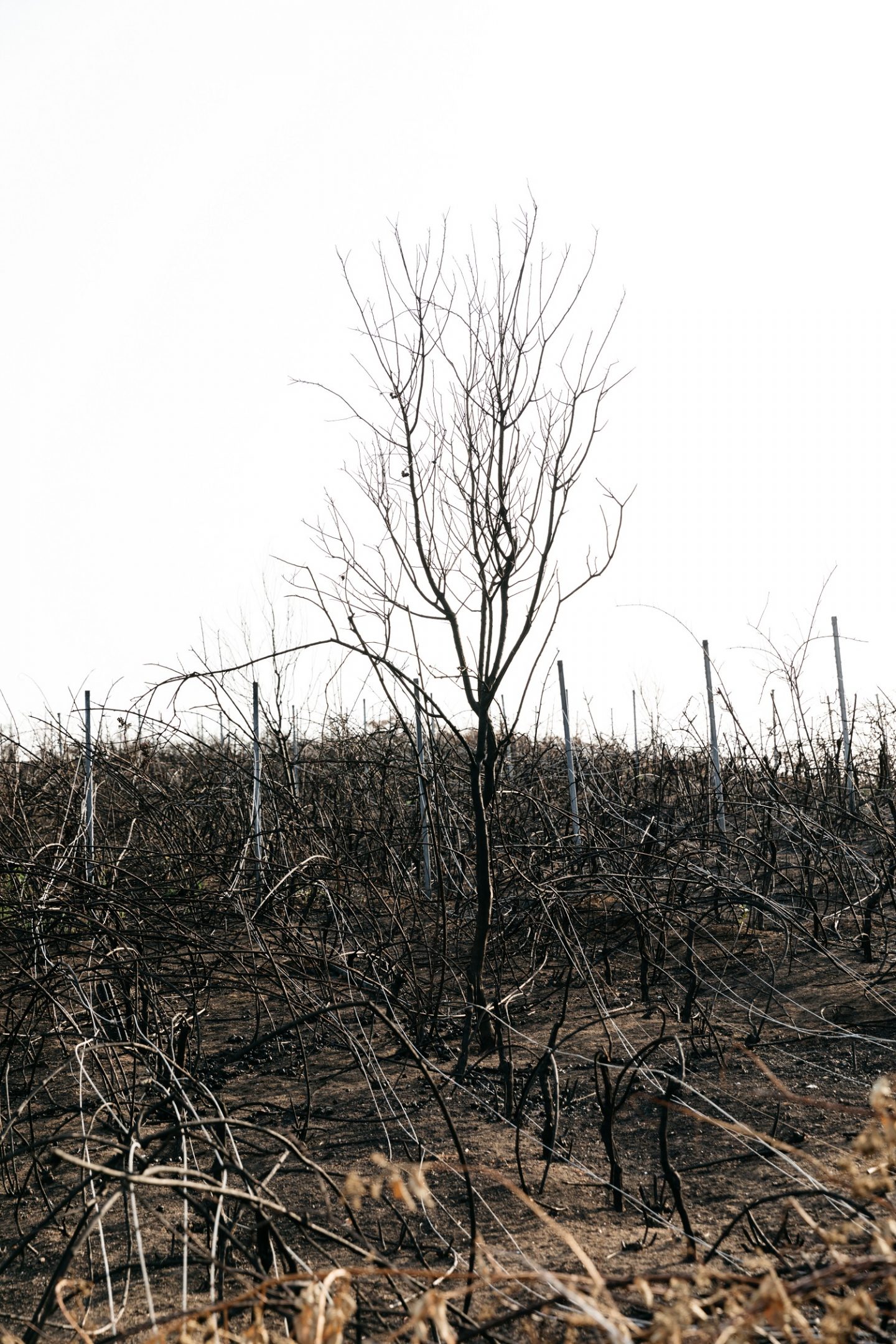 Tilbrook Estate bushfire aftermath - Sia Duff 5