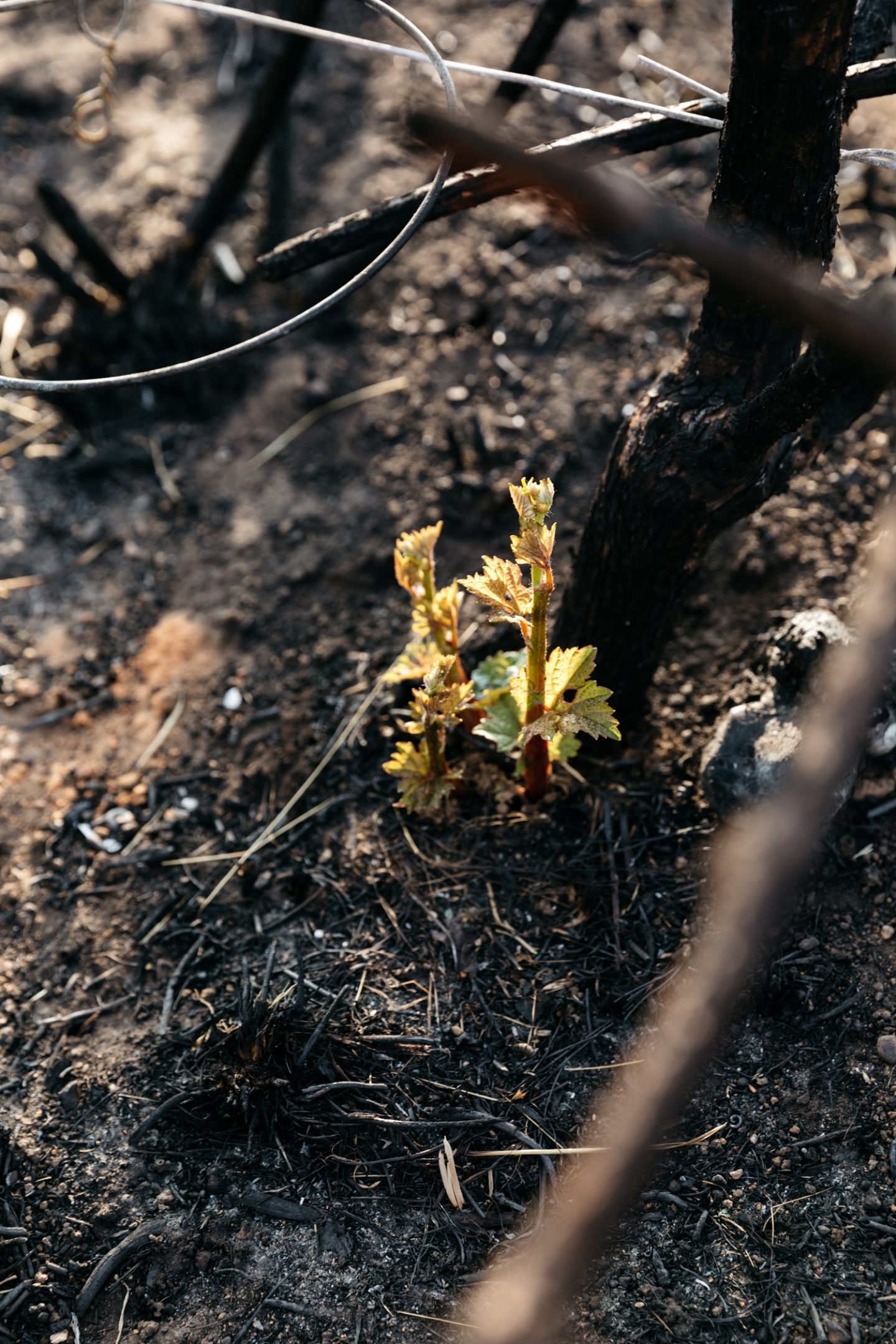 Tilbrook Estate was badly damaged in the 20 December Adelaide Hills bushfires