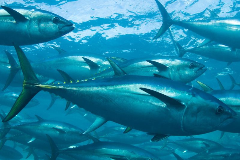 Vanishing fish putting tuna industry at risk The Adelaide Review