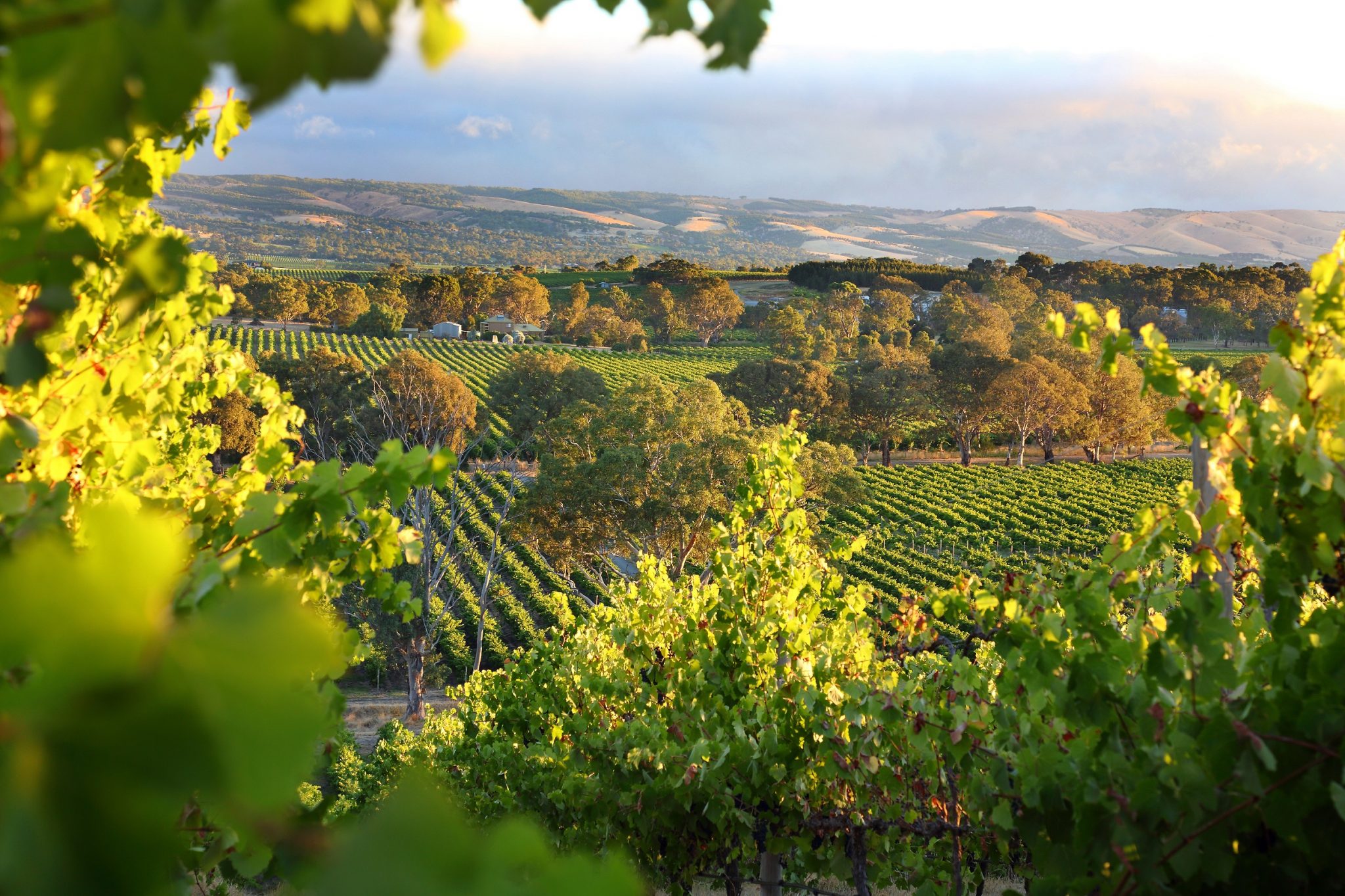 How family-owned wineries are handing over to the next generation - The 