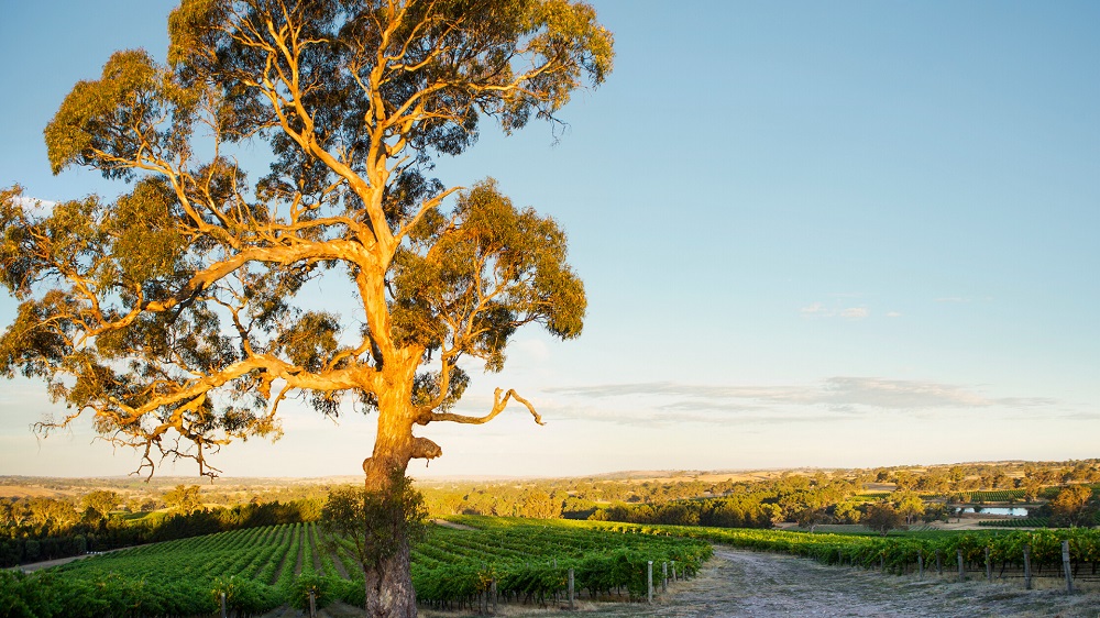 Seppeltsfield Barossa Garden of Eden