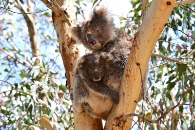 Kandgaroo-Island-Marine-Adventure-Adelaide-Review-koala-south-australia-2016
