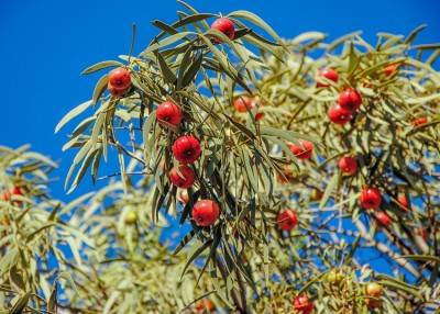 History-Plant-Foods-Luxury-Commonplace-Adelaide-Review-spices-vegetable-fruit-eating-eat-2016-quandong