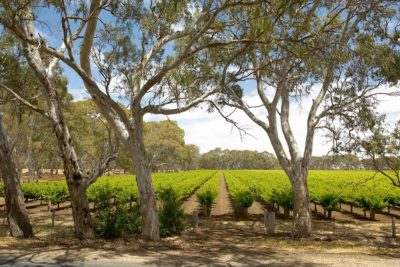 finding-langhorne-creek-adelaide-review-south-australia-wine-region