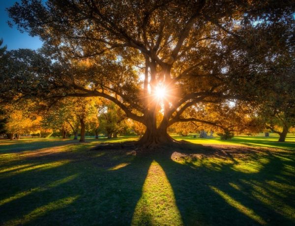 greenspace-trees-plains-adelaide-review