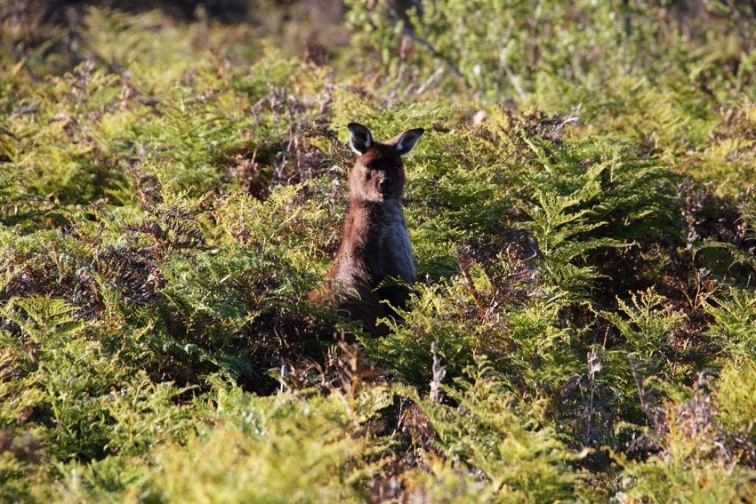 kangaroo-island-wilderness-trail-adelaide-review-jen-st-jack