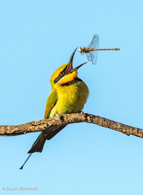 rainbow-bee-eater-stuart-blackwell-sa-museum-nature-photography-adelaide-review