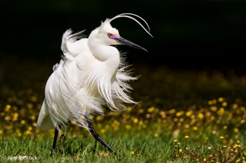 windblown-egret-jennie-stock-sa-museum-nature-photography-adelaide-review