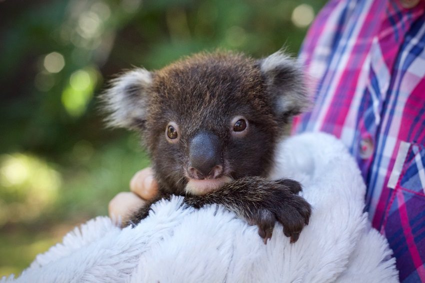 fauna-rescue-south-australia-koala-adelaide-review