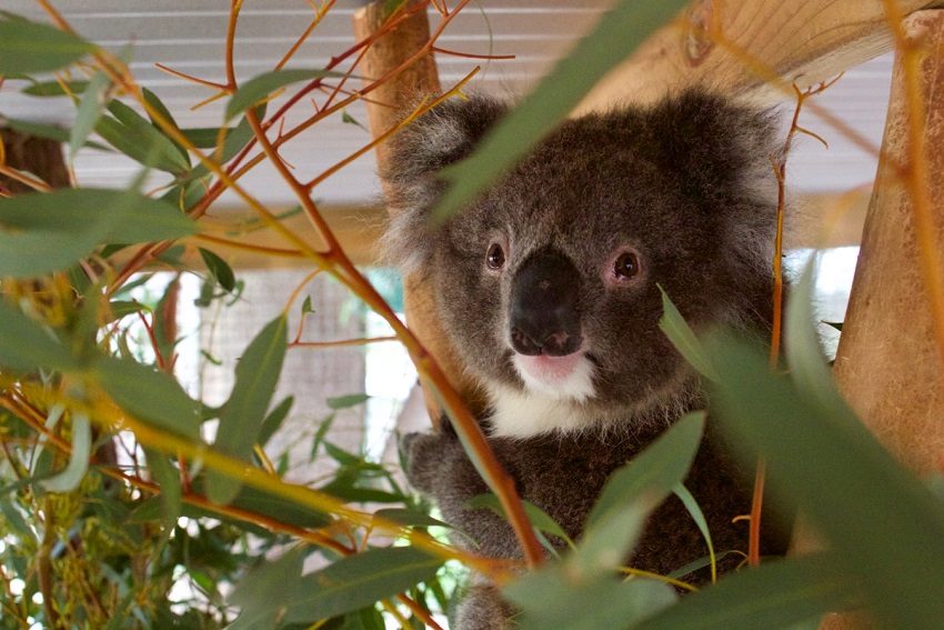 fauna-rescue-south-australia-koala-adelaide-review