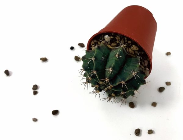 third-age-buck-up-virginia-adelaide-review