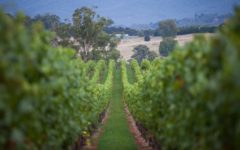 giant-steps-lusatia-park-chardonnay-adelaide-review