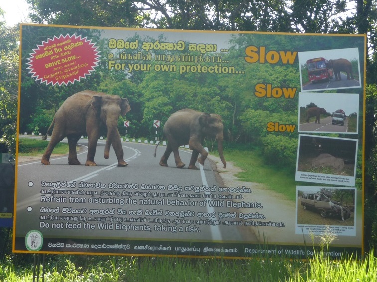 coming-going-elephants-Pinnawala-sri-lanka-adelaide-review