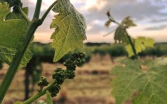 seabrook-riesling-wine-adelaide-review-2