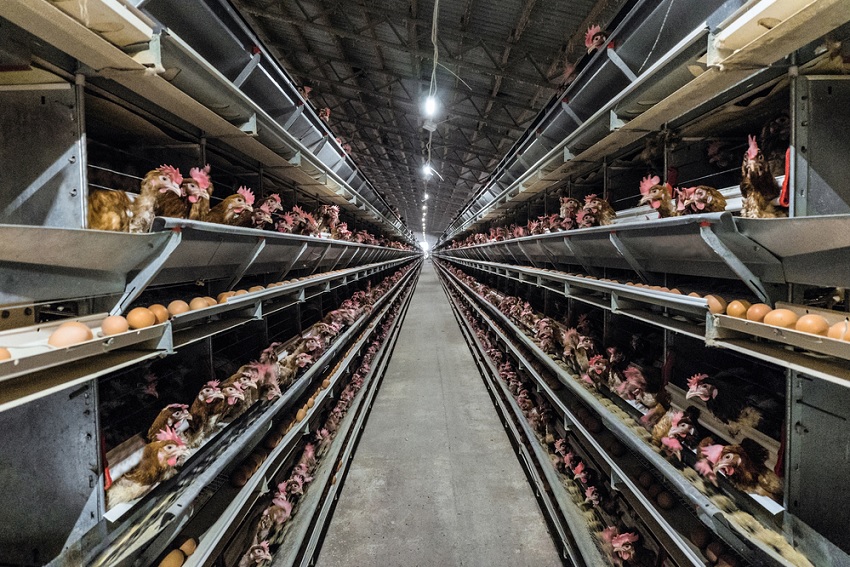factory-farming-chicken-egg-adelaide-review.jpg